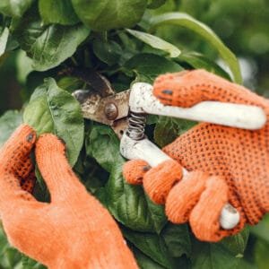 Poda Práctica: Mejorá tu Jardín con Técnicas Efectivas